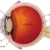 Under (intraocular) Pressure - Merck v Teva [2011] EWCA Civ 382