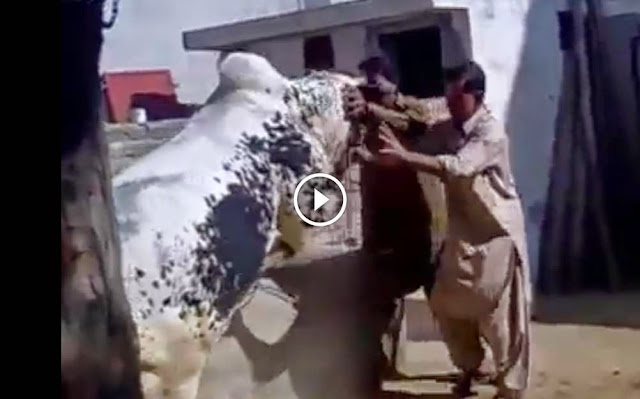 Dangerous Cow Sacrifice 2014 on cow qurbani video ,  cattle farming in pakistan, Dangerous Cow Sacrifice 2014 on cow qurbani video ,qurbani 2014, cow mandi, cow mandi pakistan, cow run away, bakra eid 2014, bakra eid 2014, cow qurbani   2014, qurbani videos