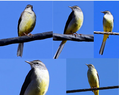Gray Wagtail - winter visitor -collage