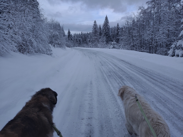 vinterstemning