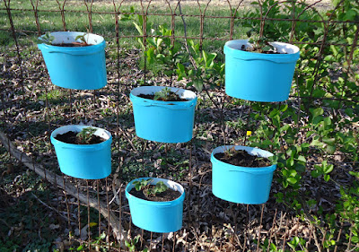 Ice Cream Container Planter