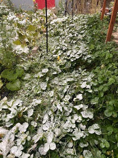 Snow on Strawberries