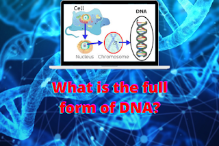 FULL FORM OF DNA