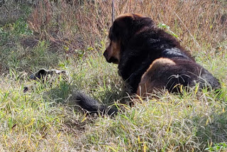 Bekci trying to steal Rambo's stick - he wasn't fooled