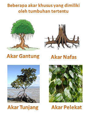 beberapa akar khusus yang hanya dimiliki oleh tumbuhan tertentu