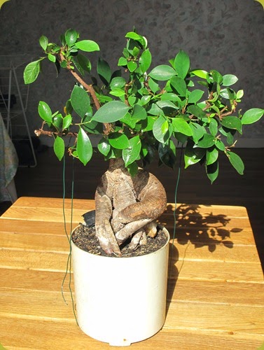 ficus retusa1