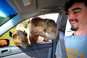Funny animals of the week - 3 January 2014 (40 pics), camels