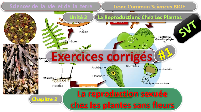 Télécharger | Exercices corrigés | Tronc commun  Sciences  > La reproduction sexuée chez les plantes sans fleurs (TCS Biof)  SVT  #1