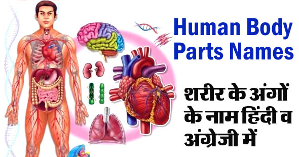 Human Body Parts Name in English and Hindi with Pictures