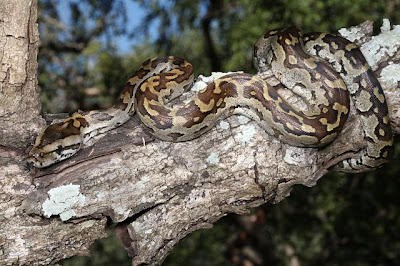 Pitón de las rocas de Natal Python natalensis