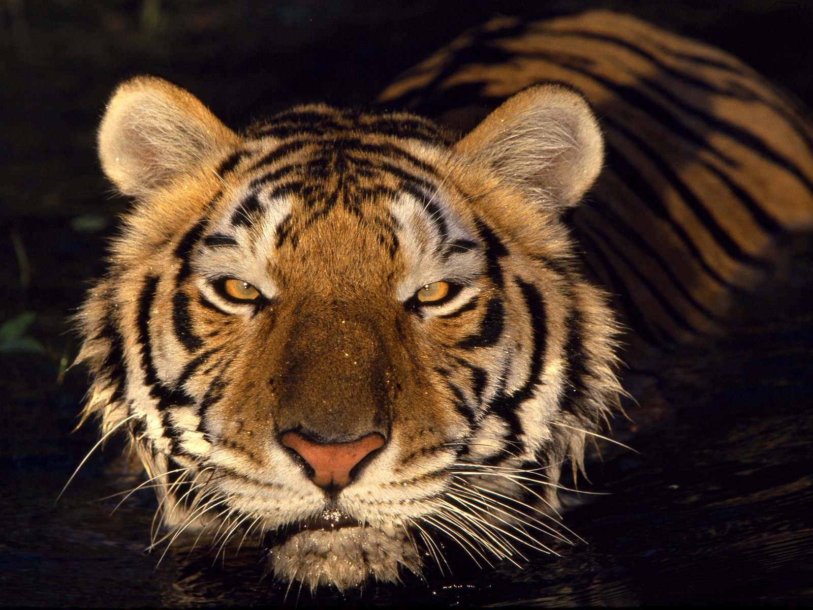 ... Is Here: Tiger HD Wallpaper Package (zip) & Theme For Windows 7 , 8