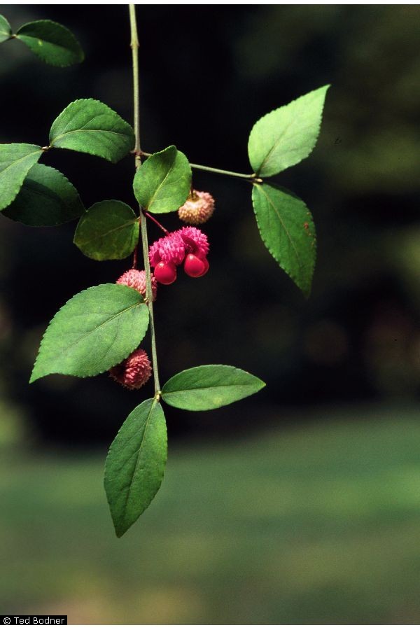 Fruit Seeds of Southern Michigan: Euonymus americanus -- Bursting