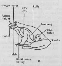  Alat  Pernapasan  Pada Hewan  FadillahHakim