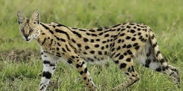 The Serval Cat's Biggest Myths, Dispelled, and How to Recognize the Breed