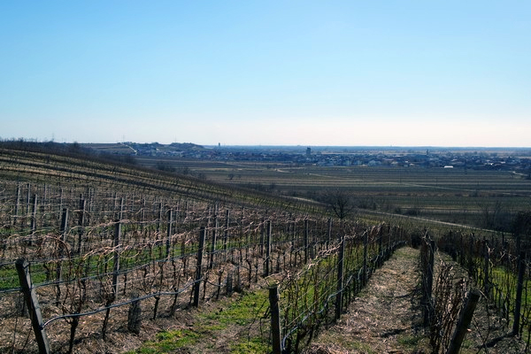 autriche burgenland neusiedlersee neusiedl am see kalvarienberg vignes