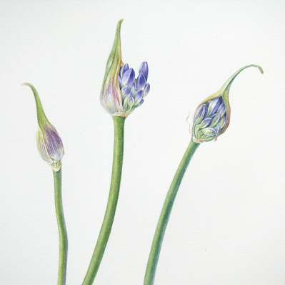 Agapanthus buds, botanical painting, Shevaun Doherty