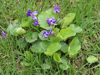 Violettes du Québec