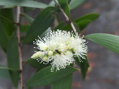 Melaleuca cajuputi, Pohon Kayu Putih Yang Bunga dan Kulit Kayunya Berwarna Putih
