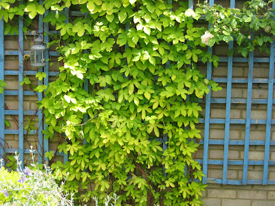 humulus lupus aurea