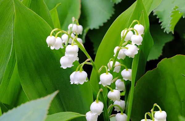 Convallaria-majalis-o-lírio-do-brejo-no-jardim-em-casa