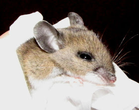 deer mouse