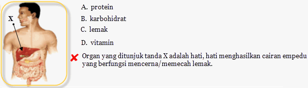 Kumpulan Soal Alat Pencernaan Manusia