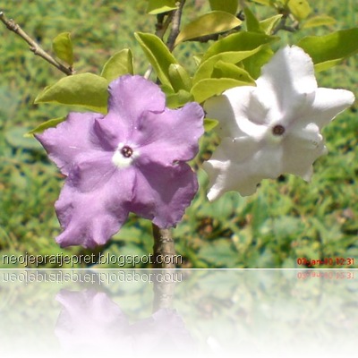 tanaman dengan 2 warna bunga 08