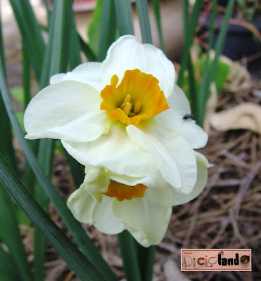 fiore Narciso Riciclando