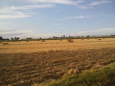 champs de blé et de mais