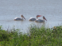 juvenile American white pelicans