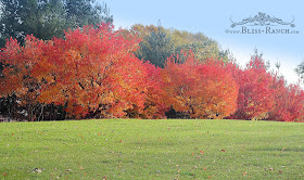 Fall in Minnesota