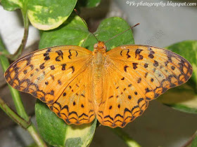 Common Leopard Butterfly