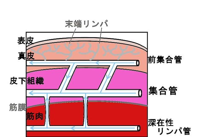 船橋　むくみ　咲蛙