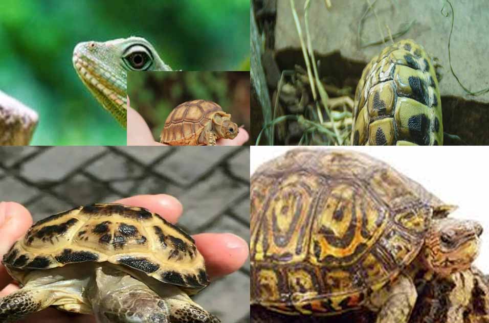  5  Jenis Hewan  Reptil Herbivora dan Penjelasannya Hewan  