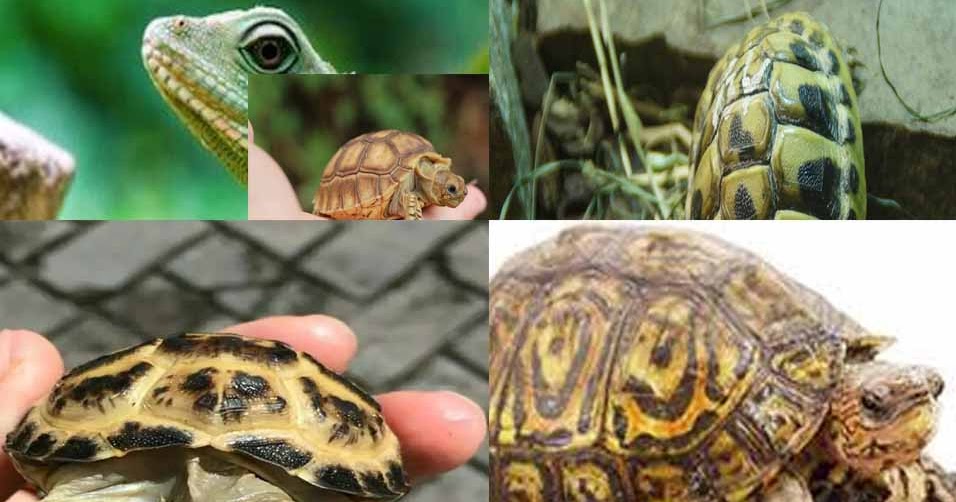 5 Jenis Hewan  Reptil Herbivora dan Penjelasannya  Hewan  