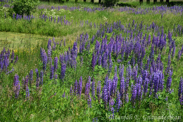 A slightly wider view of a field of grass and lupines intermixed.