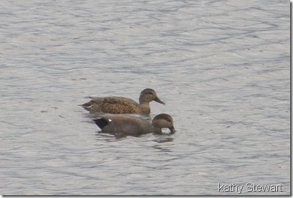 Pair of Gadwall