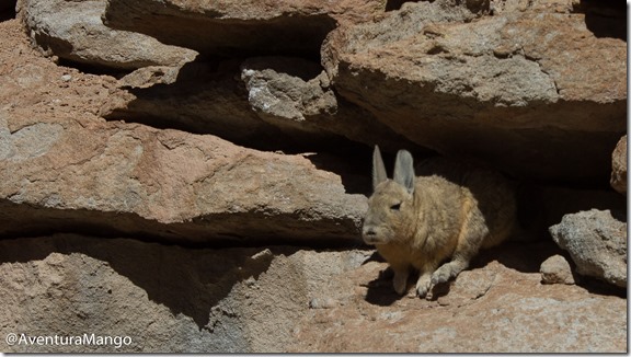 Viscacha Viscacha