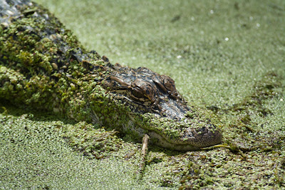 American Alligator, Anahuac National Wildlife Refuge