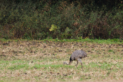 Strúsfûgel - Struisvogel - Struthio camelus