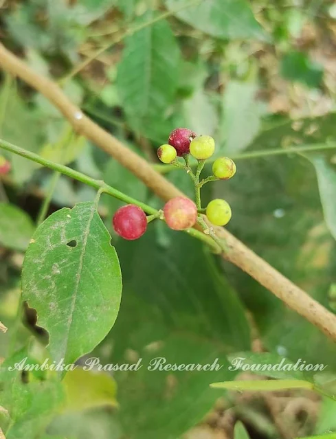 Cipadessa baccifera (Roth) Miq. Family : Meliaceae Common name : Nahalbeli Location : Cuttack, Odisha India  👉This species have the capacity to remove and to accumulate the heavy metals.   Medicinal uses : ✔ The decoction has been utilized to treat dysentery, skin itches and malaria fever.  ✔ The leaves extract having antimicrobial, antioxidant, hemolytic properties.