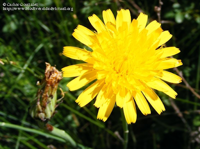 http://www.biodiversidadvirtual.org/herbarium/Hypochaeris-radicata-L.-img167442.html