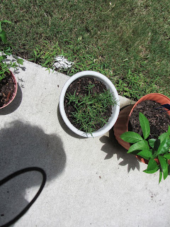 Gardening with Bobbins of Basil | bobbinsofbasil.blogspot.com