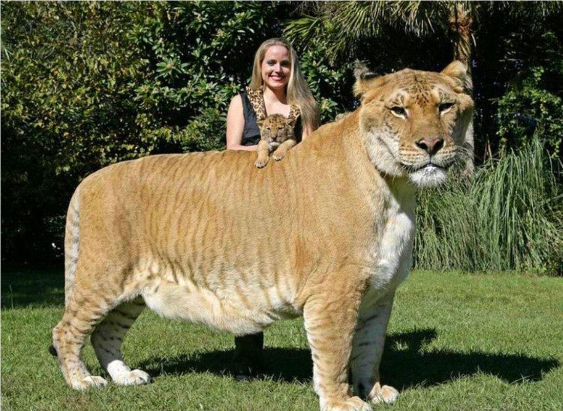 Liger A Man Made Tiger Lion