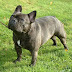 French Bulldog Pictures Gallery