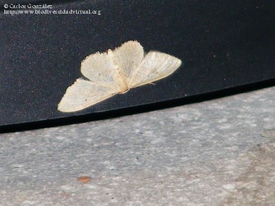 http://www.biodiversidadvirtual.org/insectarium/Idaea-squalidaria-%28Staudinger-1882%29-img484776.html