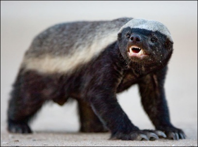 honey badger vs cobra. honey badger vs. funny honey