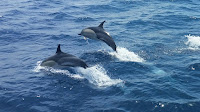 Gemeiner Delfin © Kristina Jurgawka