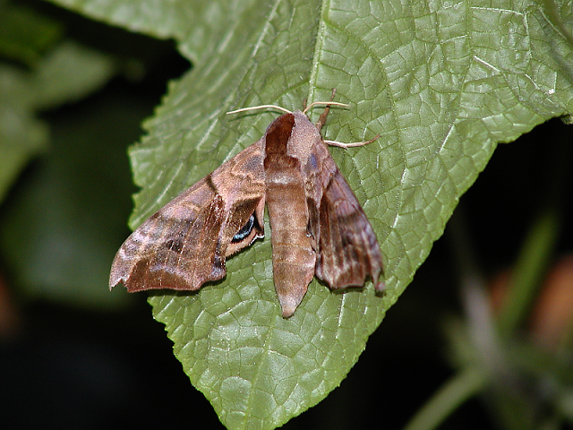 Abendpfauenauge, Smerinthus ocellata