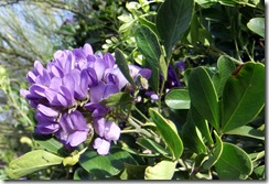 TX Mountain Laurel 3-18-2013 8-50-28 AM 2437x1652